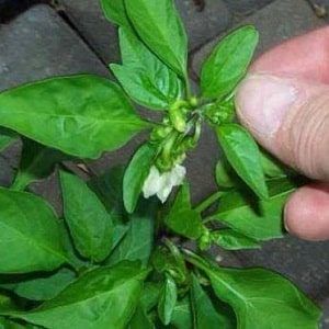 Miks kukuvad paprika munasarjad kasvuhoones maha ja mida teha saagi säästmiseks?