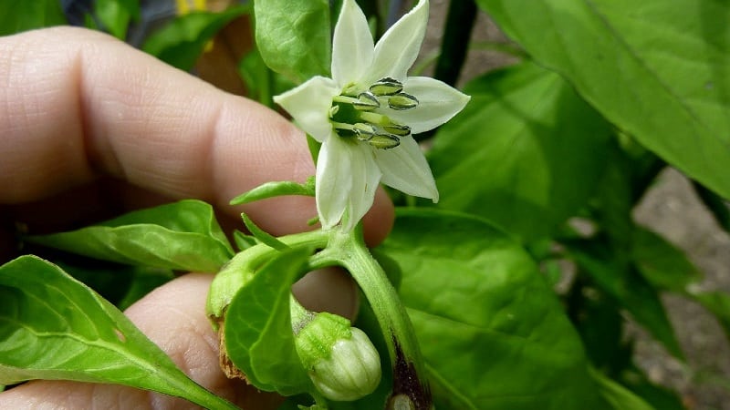 Varför faller äggstockarna av paprika av i ett växthus och vad ska man göra för att rädda skörden?