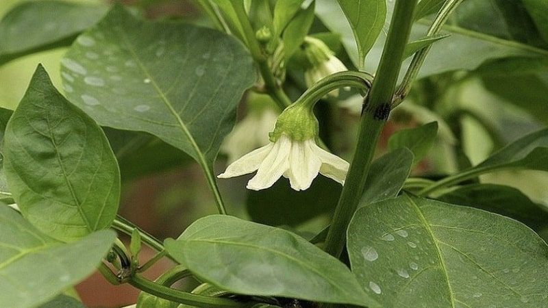 Miks kukuvad paprika munasarjad kasvuhoones maha ja mida teha saagi säästmiseks?