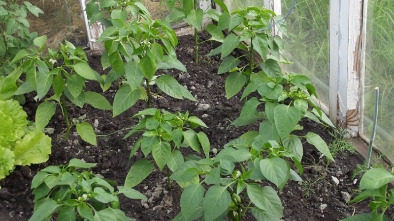 Miért esnek le a paprika petefészkei az üvegházban, és mit kell tenni a betakarítás megmentése érdekében?