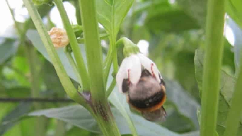 Miért esnek le a paprika petefészkei az üvegházban, és mit kell tenni a betakarítás megmentése érdekében?