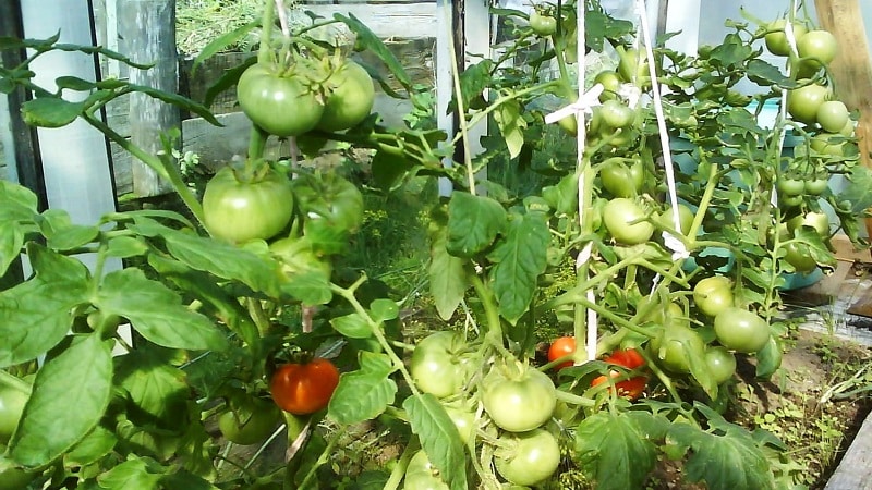 Perché i pomodori verdi cadono in una serra: determina rapidamente la causa e combattila efficacemente