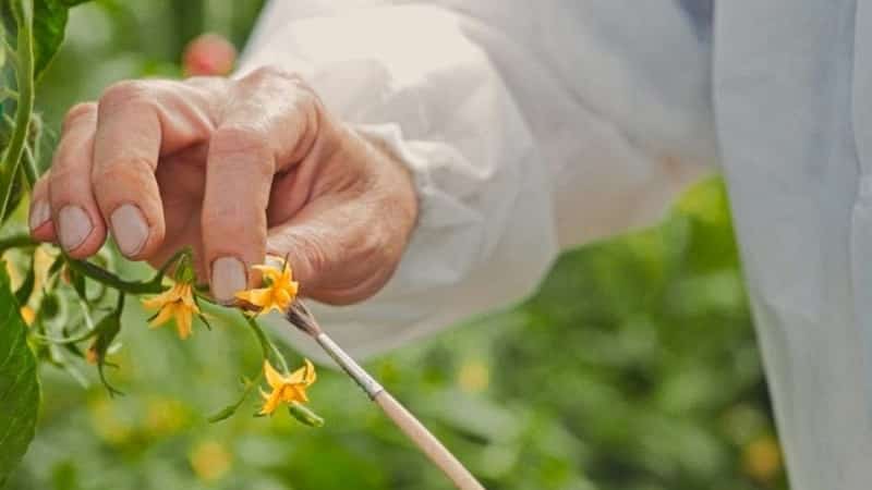 Perché i pomodori verdi cadono in una serra: determina rapidamente la causa e combattila efficacemente