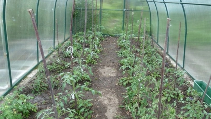 Bakit nahuhulog ang mga berdeng kamatis sa isang greenhouse: mabilis na matukoy ang sanhi at epektibong labanan ito