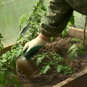 Per què cauen els tomàquets verds en un hivernacle: determineu ràpidament la causa i combatiu-la eficaçment