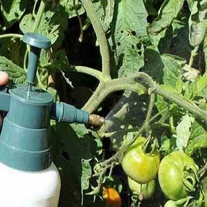 ¿Por qué se caen los tomates verdes en un invernadero? Determine rápidamente la causa y combata eficazmente