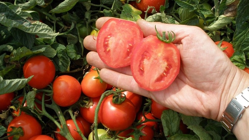 Bakit nahuhulog ang mga berdeng kamatis sa isang greenhouse: mabilis na matukoy ang sanhi at epektibong labanan ito