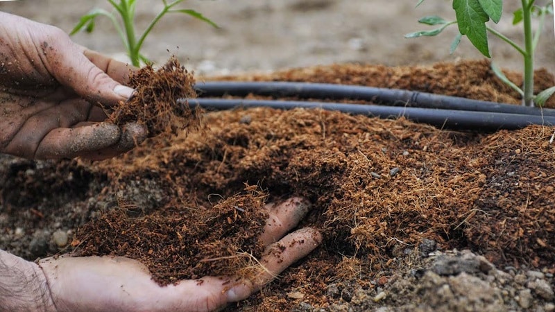 Per què cauen els tomàquets verds en un hivernacle: determineu ràpidament la causa i combatiu-la eficaçment