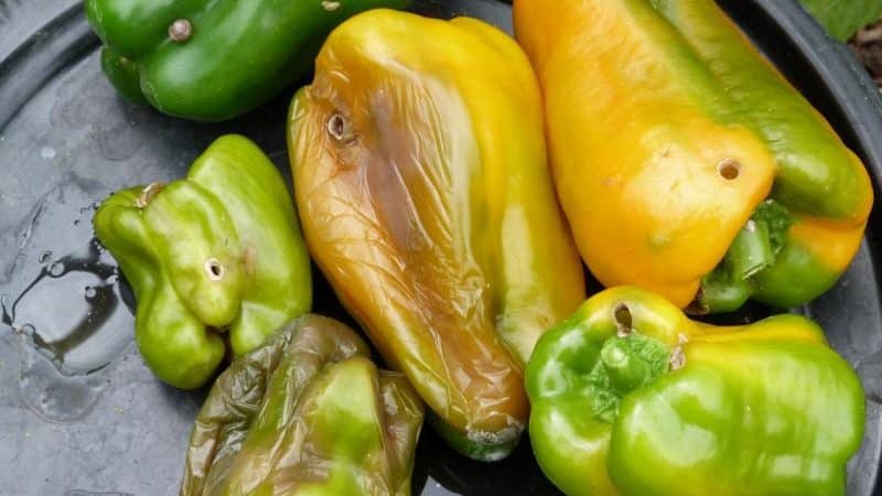 Por qué el pimiento se pudre en el arbusto: identificamos la causa del problema y salvamos eficazmente nuestra cosecha