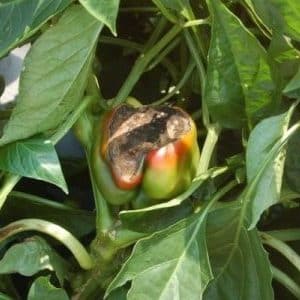 Miksi paprika mätänee pensaassa: tunnistamme ongelman syyn ja säästämme tehokkaasti satomme