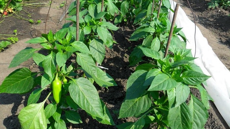 Why pepper rots on the bush: we identify the cause of the problem and effectively save our harvest