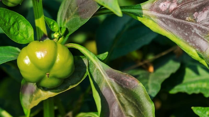 Prečo sa paprika zmenila na fialovú: určenie príčiny a účinný boj proti nej