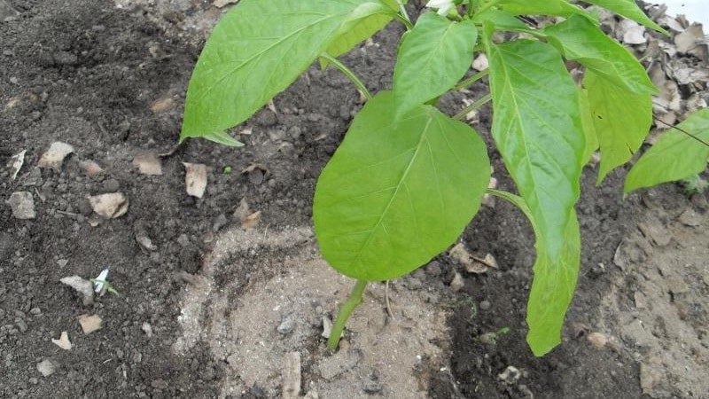 Varför paprika blev lila: att fastställa orsaken och effektivt bekämpa den