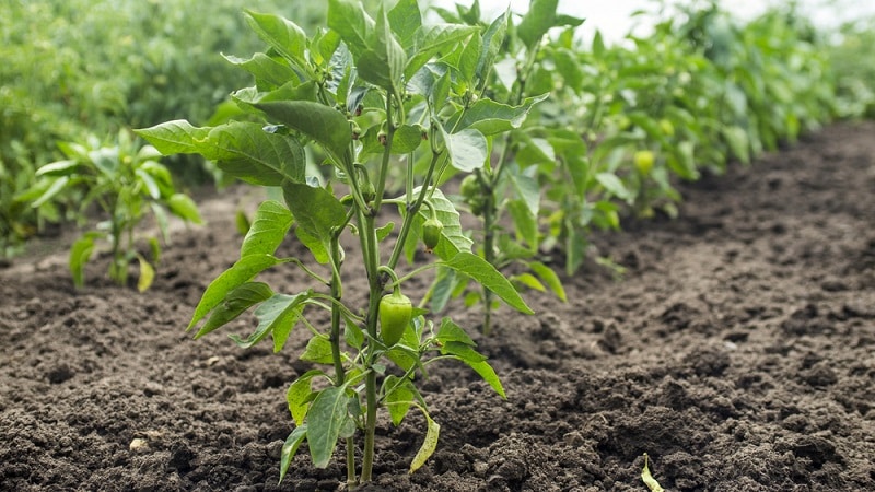 Miksi paprika muuttui violetiksi: syyn selvittäminen ja sen tehokas torjunta