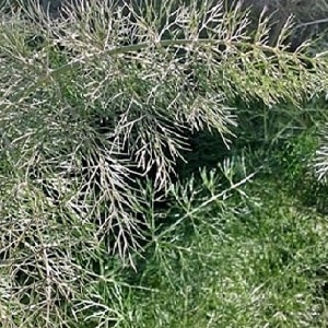 Por que aparece uma flor branca no endro e como lidar com isso