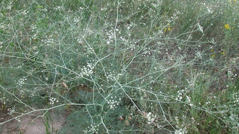 Hvorfor vises hvit blomst på dill og hvordan håndtere det