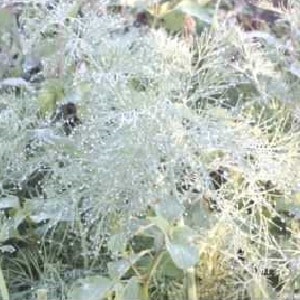 Por que aparece uma flor branca no endro e como lidar com isso