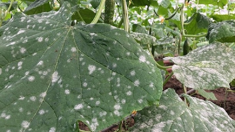 Pourquoi des taches blanches apparaissent sur les feuilles de concombre et que faire pour sauver la récolte