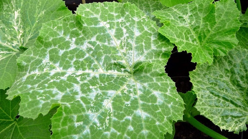 Por qué aparecen manchas blancas en las hojas de pepino y qué hacer para salvar la cosecha