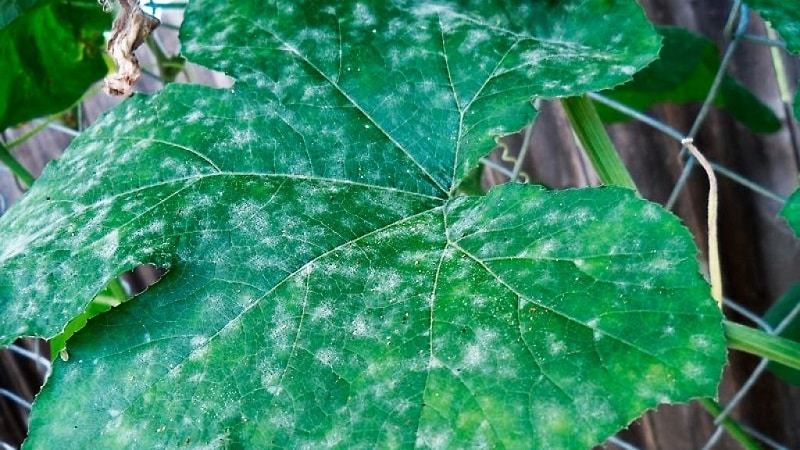 Pourquoi des taches blanches apparaissent sur les feuilles de concombre et que faire pour sauver la récolte