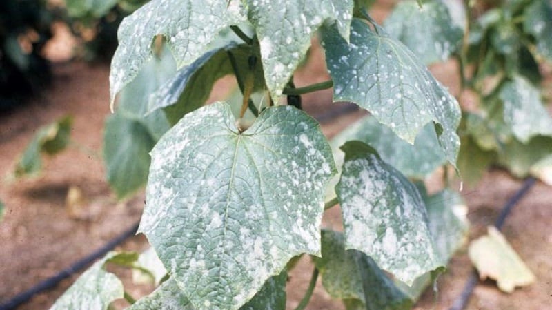 Pourquoi des taches blanches apparaissent sur les feuilles de concombre et que faire pour sauver la récolte