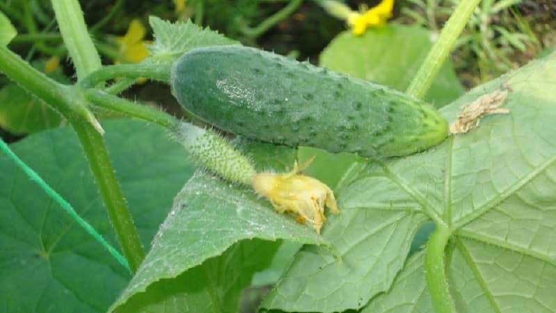 Por que aparecem manchas brancas nas folhas do pepino e o que fazer para salvar a colheita