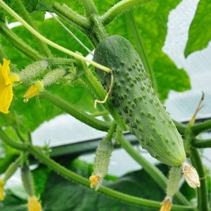 Pourquoi des taches blanches apparaissent sur les feuilles de concombre et que faire pour sauver la récolte