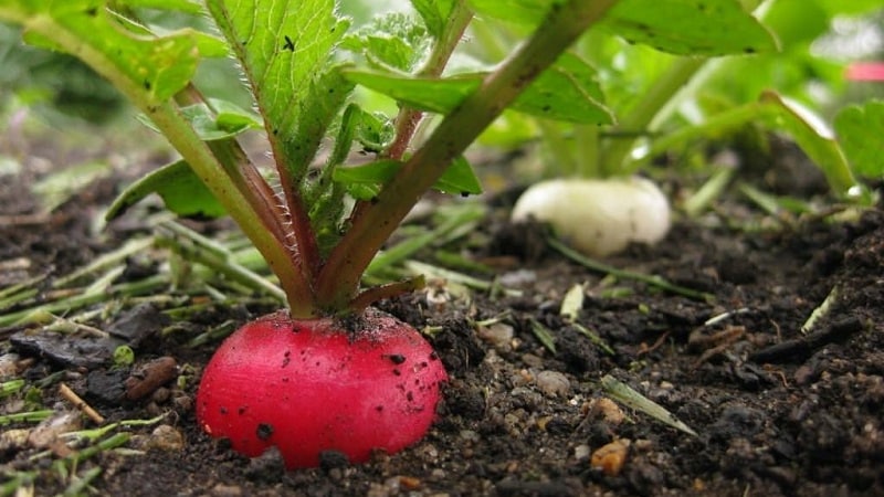 Why radishes go into color and how to grow them to prevent the problem