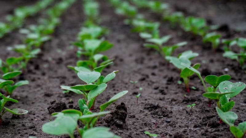 Why radishes go into color and how to grow them to prevent the problem