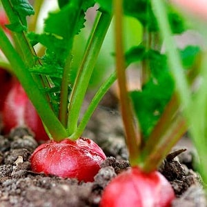 Por que os rabanetes ficam coloridos e como cultivá-los para evitar o problema