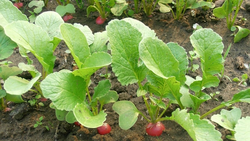 Why radishes go into color and how to grow them to prevent the problem