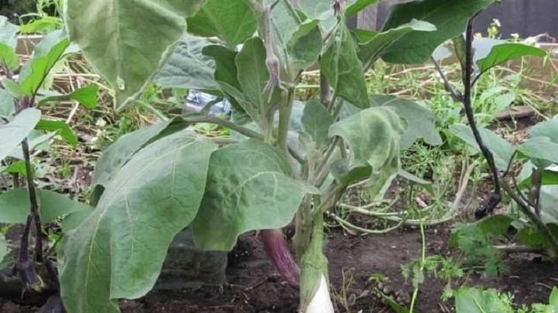 Why do eggplant leaves wither and what to do to save them