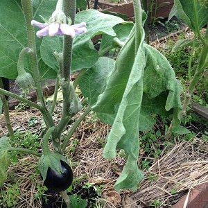 Hvorfor visner aubergineblader og hva du skal gjøre for å redde dem