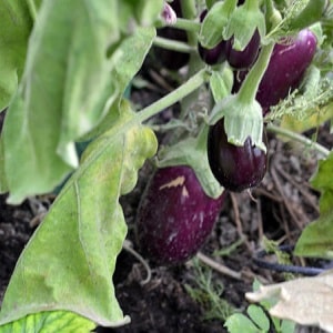 Why do eggplant leaves wither and what to do to save them