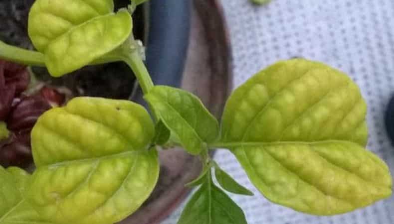 Por que as folhas da pimenta ficam amarelas e caem: o que fazer para salvar sua colheita