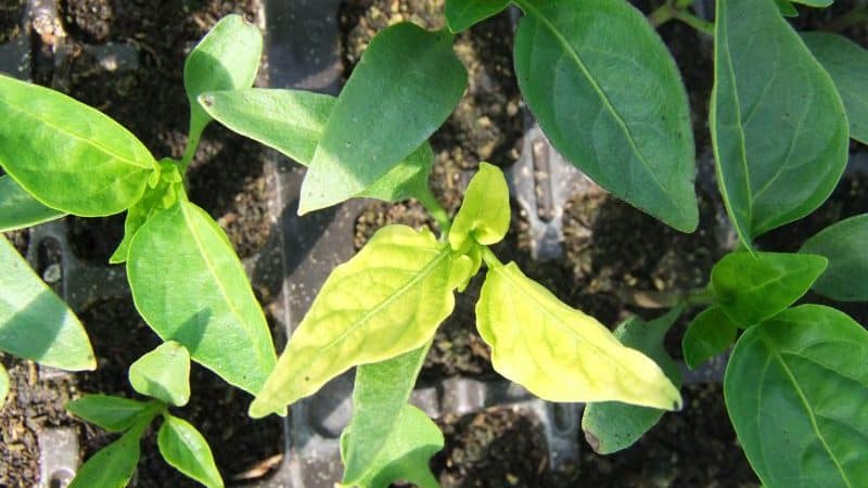 Por qué las hojas de pimiento se vuelven amarillas y se caen: qué hacer para salvar la cosecha