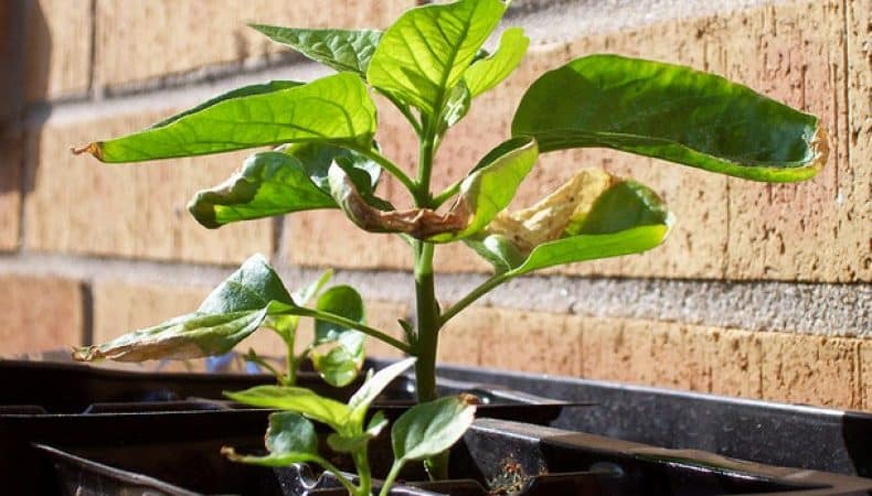 Why pepper leaves turn yellow and fall off: what to do to save your harvest