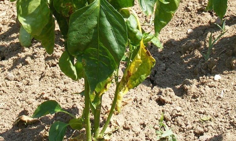 Por qué las hojas de pimiento se vuelven amarillas y se caen: qué hacer para salvar la cosecha