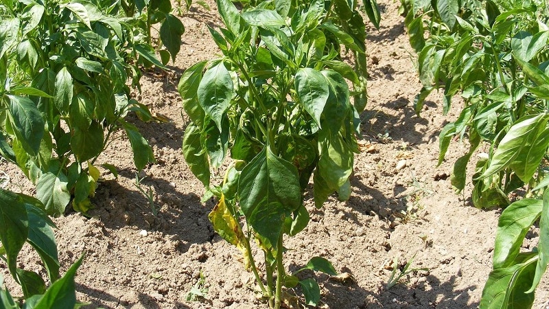 Por qué los pimientos se marchitan en campo abierto y qué hacer para salvar la cosecha