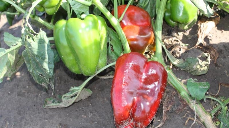 Warum Paprika im Freiland verdorren und was Sie tun können, um Ihre Ernte zu retten