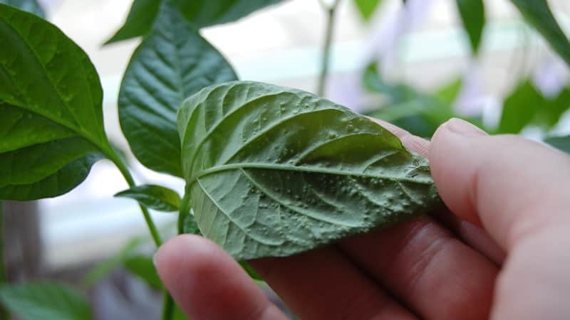 Varför paprika vissnar i öppen mark och vad du ska göra för att rädda din skörd