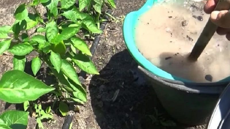 Varför paprika vissnar i öppen mark och vad du ska göra för att rädda din skörd