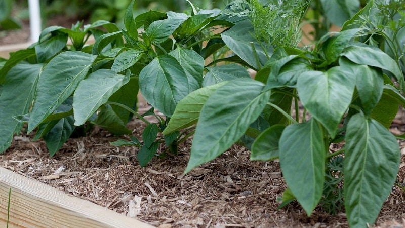 Warum Paprika im Freiland verdorren und was Sie tun können, um Ihre Ernte zu retten