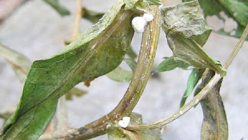 Perché i peperoni appassiscono in piena terra e cosa fare per salvare il raccolto