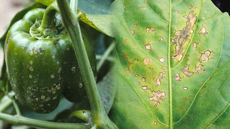 Perché i peperoni appassiscono in piena terra e cosa fare per salvare il raccolto