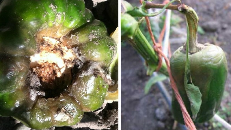 Por que as pimentas murcham em terreno aberto e o que fazer para salvar sua colheita