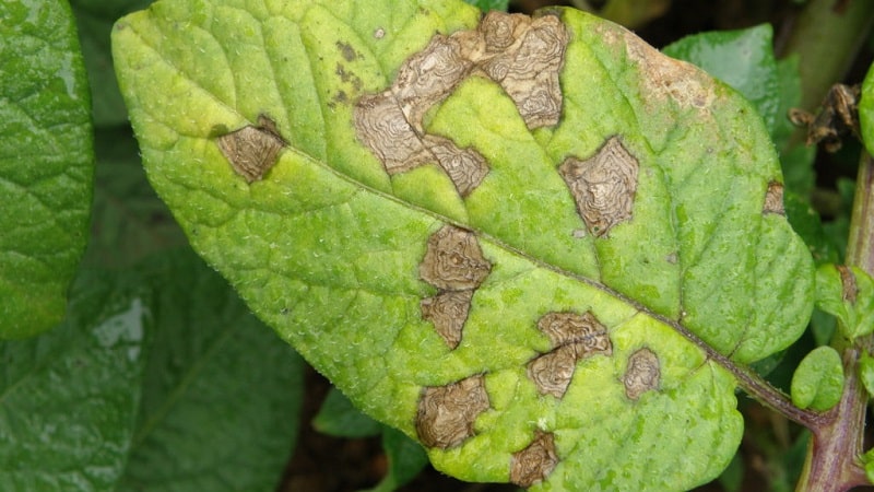 Por que as pimentas murcham em terreno aberto e o que fazer para salvar sua colheita