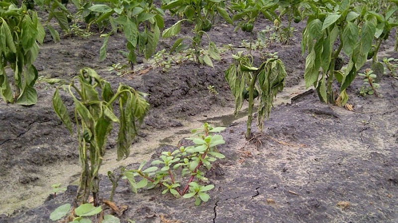 Por qué los pimientos se marchitan en campo abierto y qué hacer para salvar la cosecha