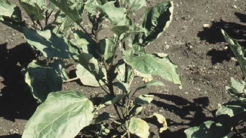 Varför paprika vissnar i öppen mark och vad du ska göra för att rädda din skörd