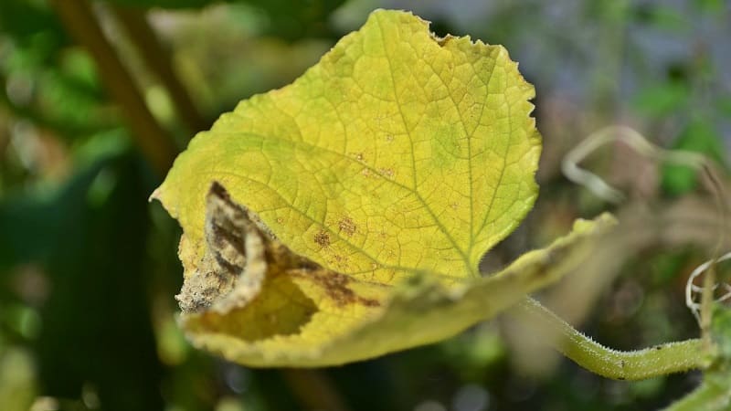 Mengapa daun timun menjadi kuning dan apa yang perlu dilakukan?